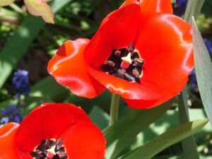 Flowers in Park