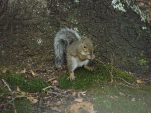 Squirrel