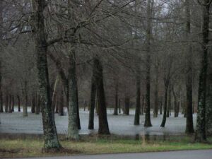 Trees in Winter