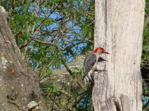 Woodpecker